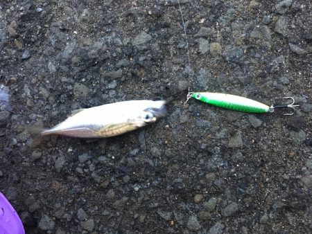 ジグサビキでアジ